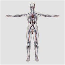 Three dimensional medical illustration of male reproductive system with veins and arteries