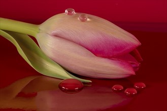 Tulip blossom on red foil