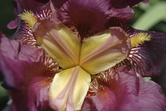 Centre of purple and yellow iris