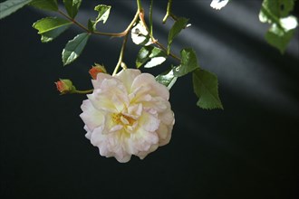 Pink climbing roses against black background