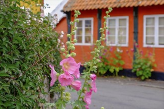 Orange coloured house on a street with blooming flowers in the foreground and white framed windows,