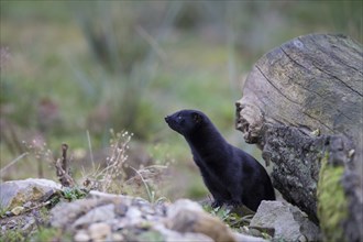 Mink American, Mustela vison, American mink