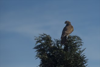 A buzzard sits on a tree