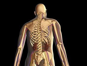 Transparent rear view of human body showing skeleton, kidney and nervous system