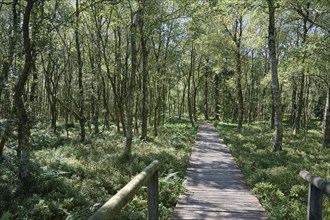 Plank path through the Carpathian birch forest, Rotes Moor, Rhön Biosphere Reserve, Hesse, Germany,