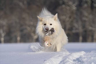 Retrieving Icelandic dog in the snow, trees in the background