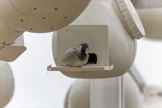 The house sparrow (Passer domesticus) before nesting box