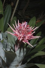 Single pink Aechmea fasciata flower