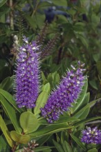 Purple flowers of Hebe speciosa