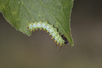 Saturnia pyri, giant peacock moth, caterpillar