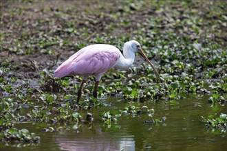 Roseate spoonbill (Ajaia ajaja) Pantanal Brazil