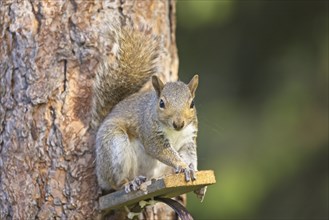 A cute little squirrel is perched on a little tree platform in Rathdrum, Idaho