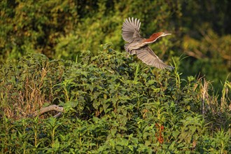 Rufescent tiger heron (Tigrisoma lineatum) Pantanal Brazil