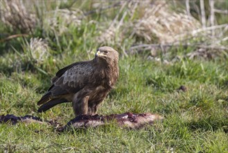 Lesser spotted eagle, Aquila pomarina, lesser spotted eagle