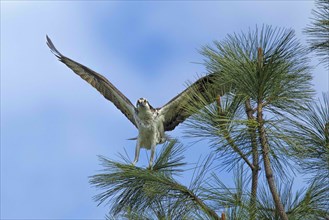 An osprey is perched on a pine tree branch with its wings spread