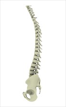 Conceptual image of human backbone