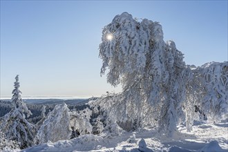 Icy tree sculptures on the Hornisgrinde