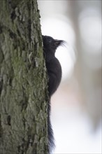 A Eurasian squirrel sits on a tree trunk