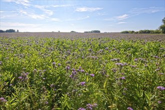 Field meadow with phacelia (bee pasture, bee friend, tufted beauty or tufted flower) in the midday