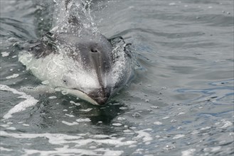 A white-striped dolphin breaks through the surface of the water to catch its breath