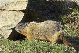 A close up of a cute marmot on the grass by a rock foraging in eastern Washington