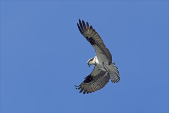 An osprey in north Idaho is fluttering its wings up in a clear blue sky