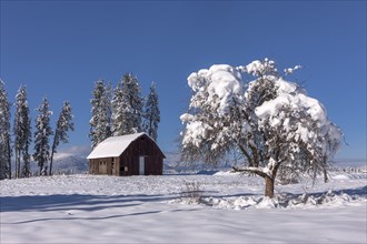 A snow covered tree stands in he foreground and a barn in the background on a clear day north of