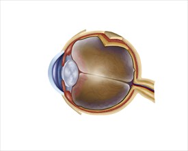 Anatomy of human eye