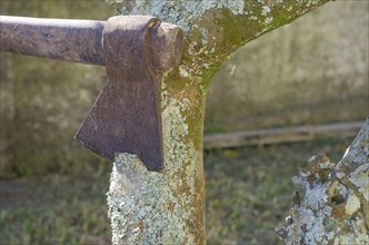 Ax felled tree with lichens close up