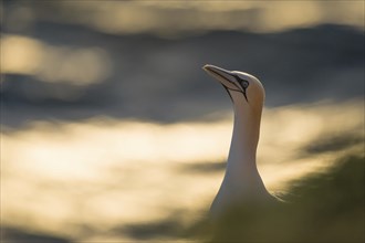 A gannet sits in the breeding area of the rocky cliffs on the island of Heligoland