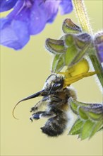 A Goldenrod crab spider has captured a four-spotted fur bee