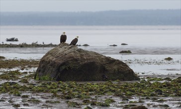 Two bald eagles perched on a rock on the coast of Vancouver Island, Canada, North America