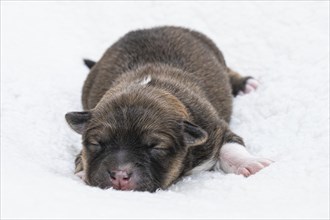 6 day old Icelandic puppy