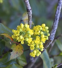 A close up photo of wild yellow buckwheat flowers near Leavenworth, Washington