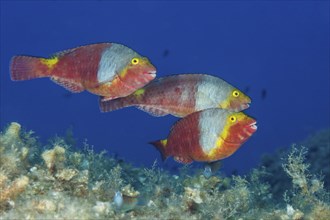 Sea parrot female, Sparisoma cretense, island Vis, Mediterranean Sea, Croatia, Europe