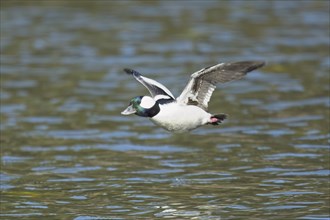 A male bufflehead duck flies low just above the water of Fernan Lake in north Idaho