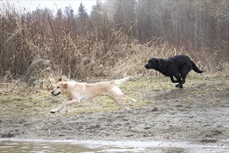 A black lab and a yellow lab run to the water in Hauser, Idaho