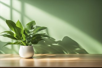 Indoor plant with green leaves in a small white pot on a wooden table with sunlight casting