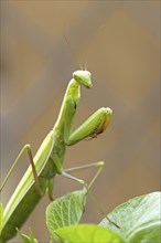 A side view close up photo of a cute praying mantis in a garden in north Idaho