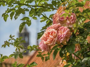 Fragrant, full rose blossoms climb up a building, with green foliage framing the blue sky, ystad,