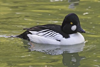 Common Goldeneye, male, Bucephala clangula, Common Goldeneye, male