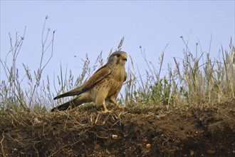 Kestrel, Falco tinnunculus, common kestrel