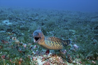 Mediterranean moray eel, Muraena helena, Vis Island, Mediterranean Sea, Croatia, Europe