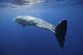 Sperm whale, Physeter catodon, Lesser Antilles, Caribbean, Dominica, Central America