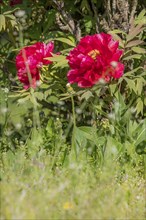 Large red peony with leaves and blurred colourful background