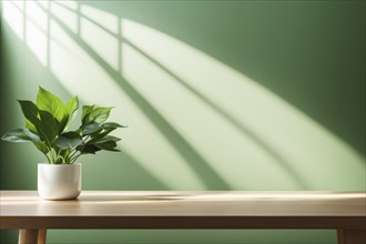 Single indoor plant in a white pot on a wooden table with sunlight casting shadows on a green wall,