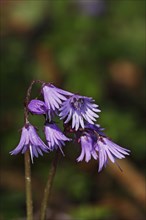 Wald-Soldanelle, Soldanella montana, flower