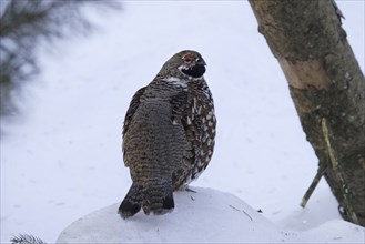 Hazel grouse, male, Tetrastes bonasia, Syn. Bonasa bonasia, hazel grouse, male