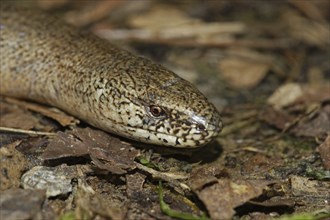 Slow worm, Anguis fragilis, slow worm