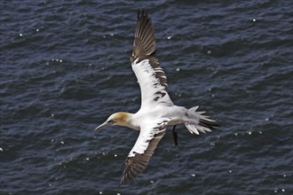 Basstoelpel, Morus bassanus, Northern gannet